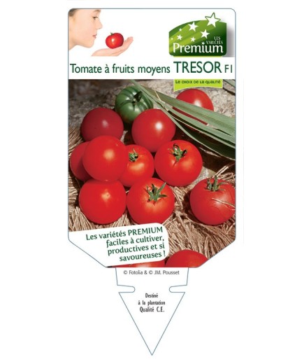 TOMATE à fruits moyens TRESOR F1 *