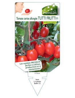 TOMATE cerise allongée TUTTI FRUTTI F1
