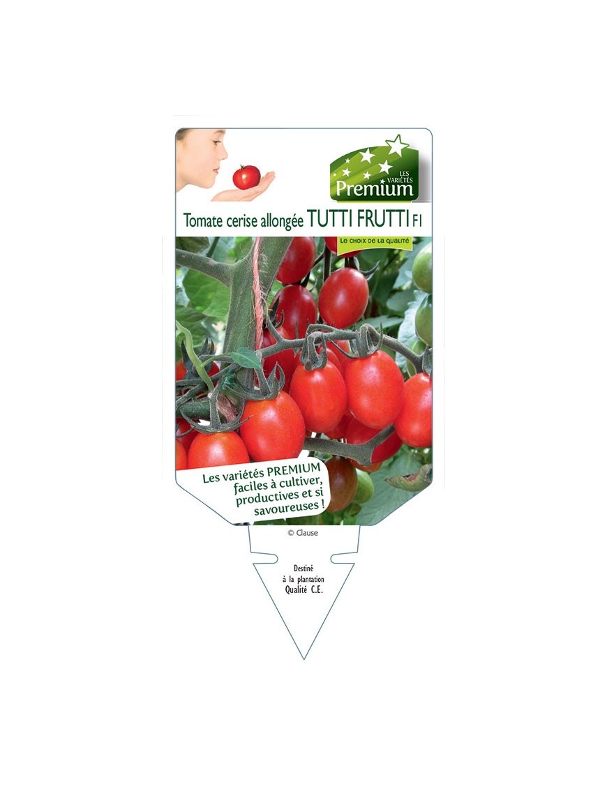 TOMATE cerise allongée TUTTI FRUTTI F1