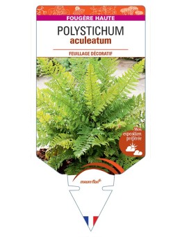 POLYSTICHUM aculeatum