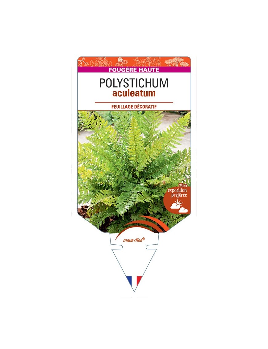 POLYSTICHUM aculeatum