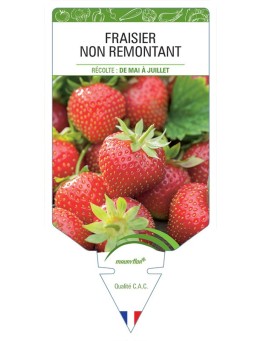 FRAISIER NON REMONTANT