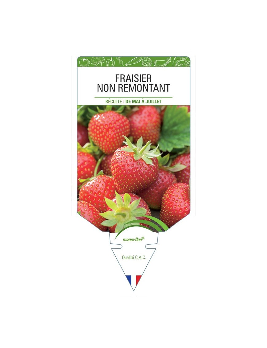 FRAISIER NON REMONTANT