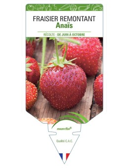 FRAISIER ANAÏS