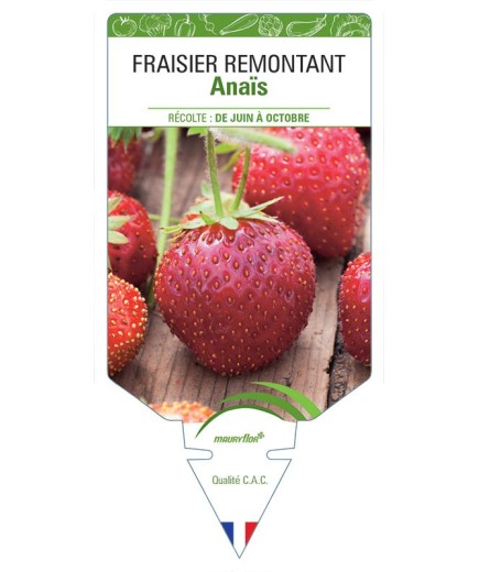FRAISIER ANAÏS
