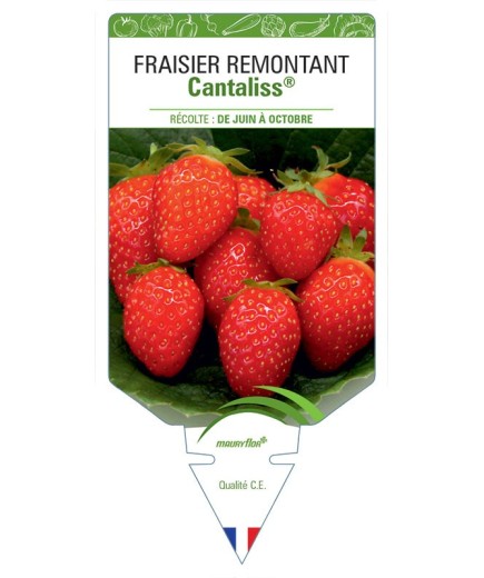 FRAISIER CANTALISS®