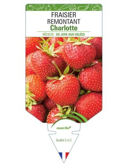 FRAISIER CHARLOTTE