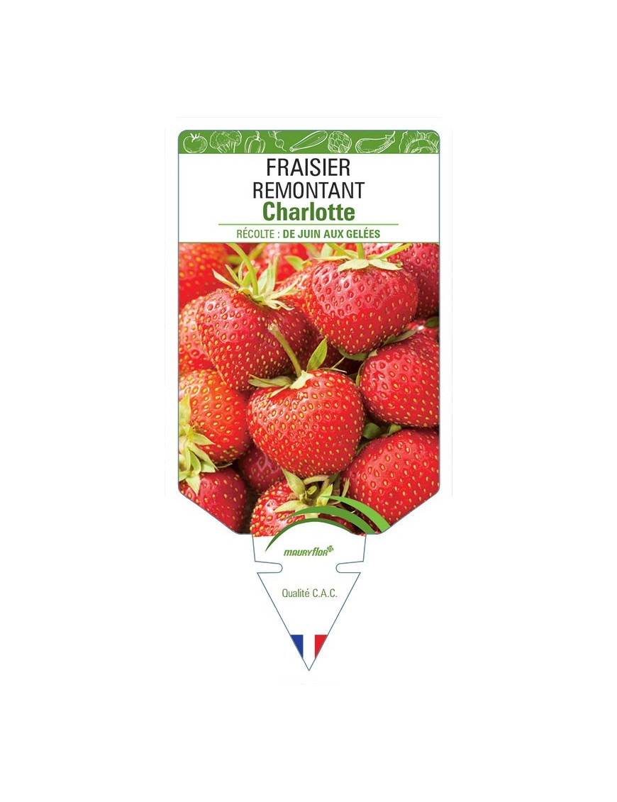 FRAISIER CHARLOTTE