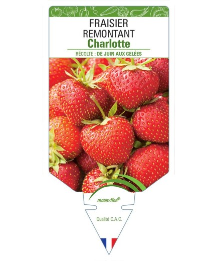 FRAISIER CHARLOTTE