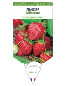 FRAISIER CIFLORETTE