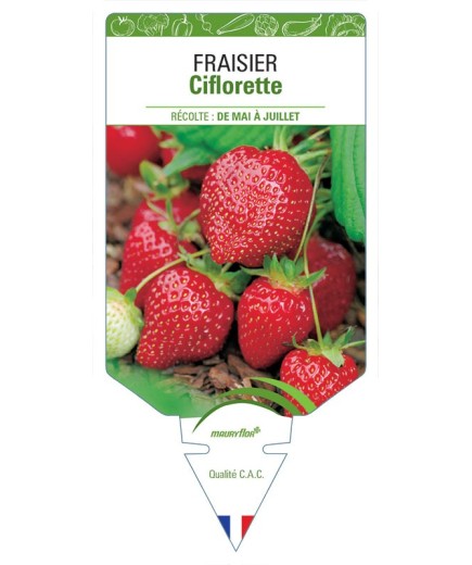 FRAISIER CIFLORETTE