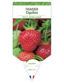 FRAISIER CIGALINE