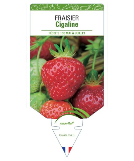FRAISIER CIGALINE