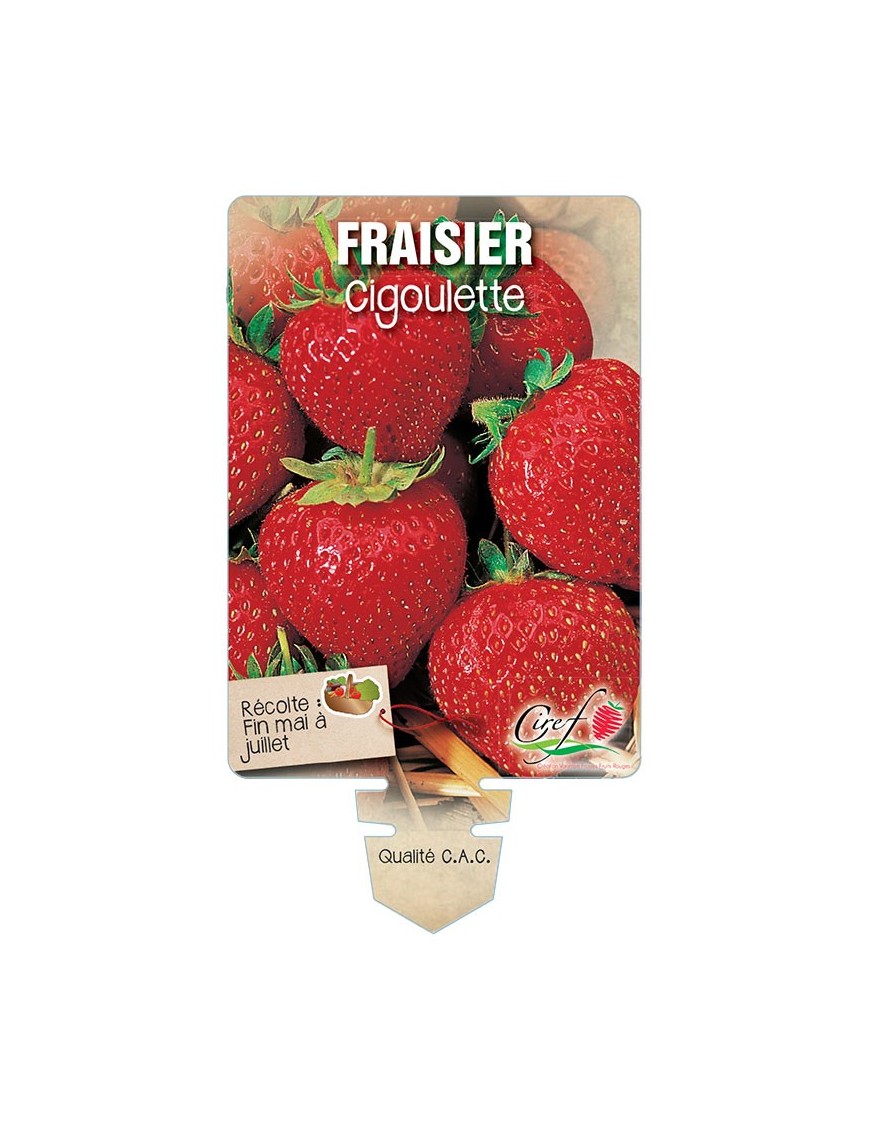 FRAISIER CIGOULETTE *