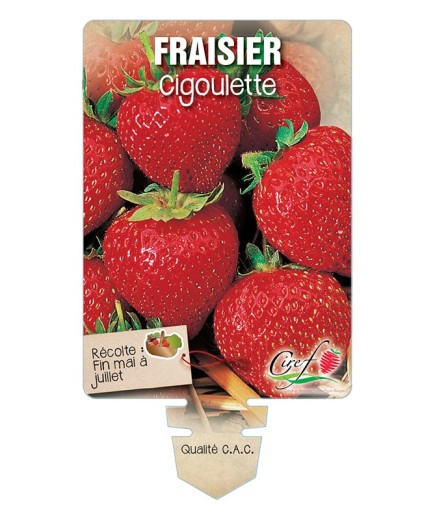 FRAISIER CIGOULETTE *