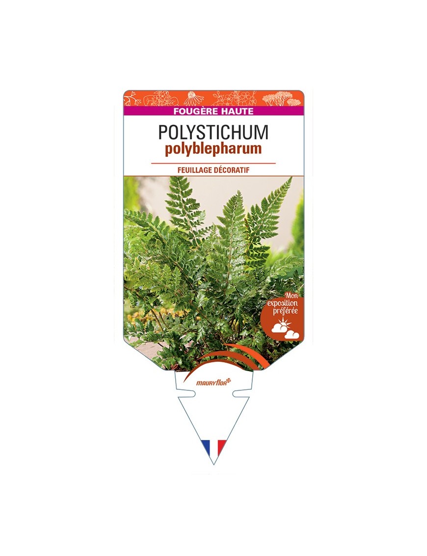 POLYSTICHUM polyblepharum