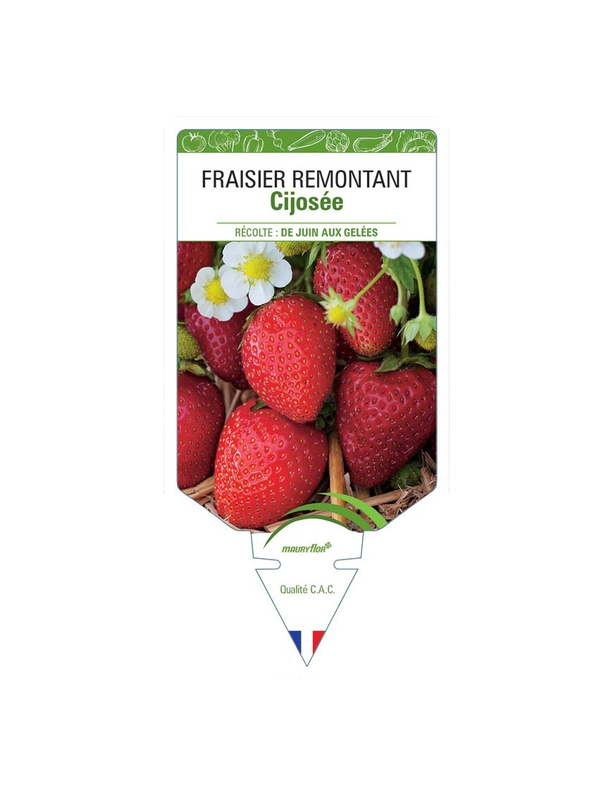 FRAISIER CIJOSÉE