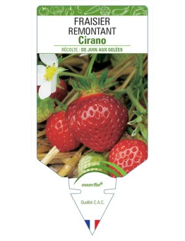FRAISIER CIRANO
