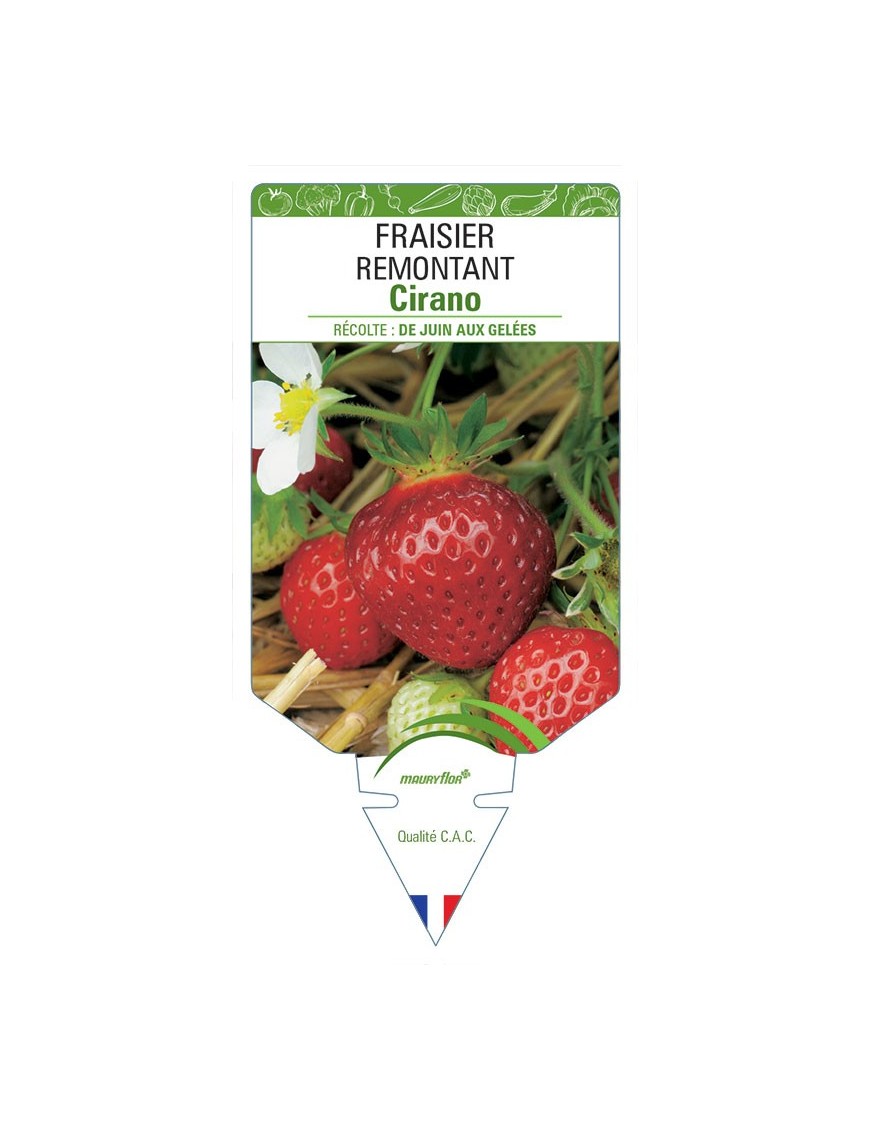 FRAISIER CIRANO