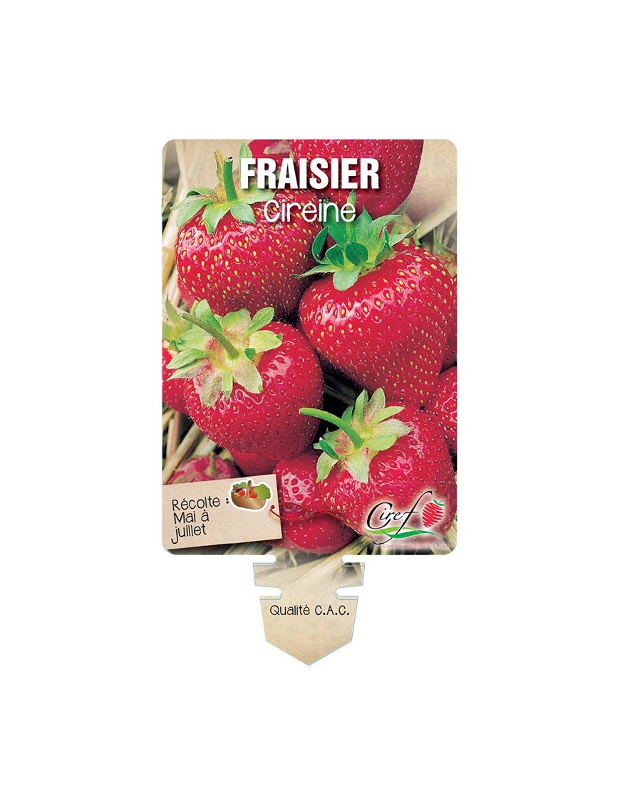 FRAISIER CIREINE *