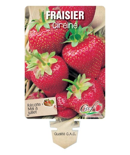 FRAISIER CIREINE *