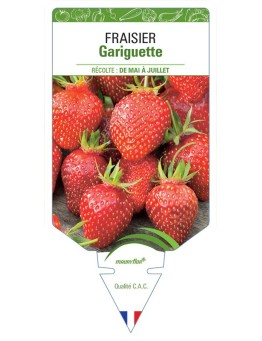 FRAISIER GARIGUETTE