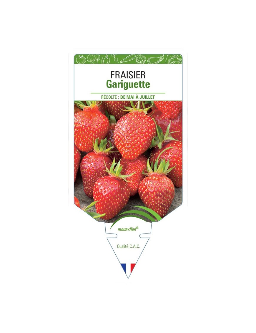 FRAISIER GARIGUETTE