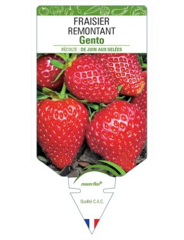 FRAISIER GENTO