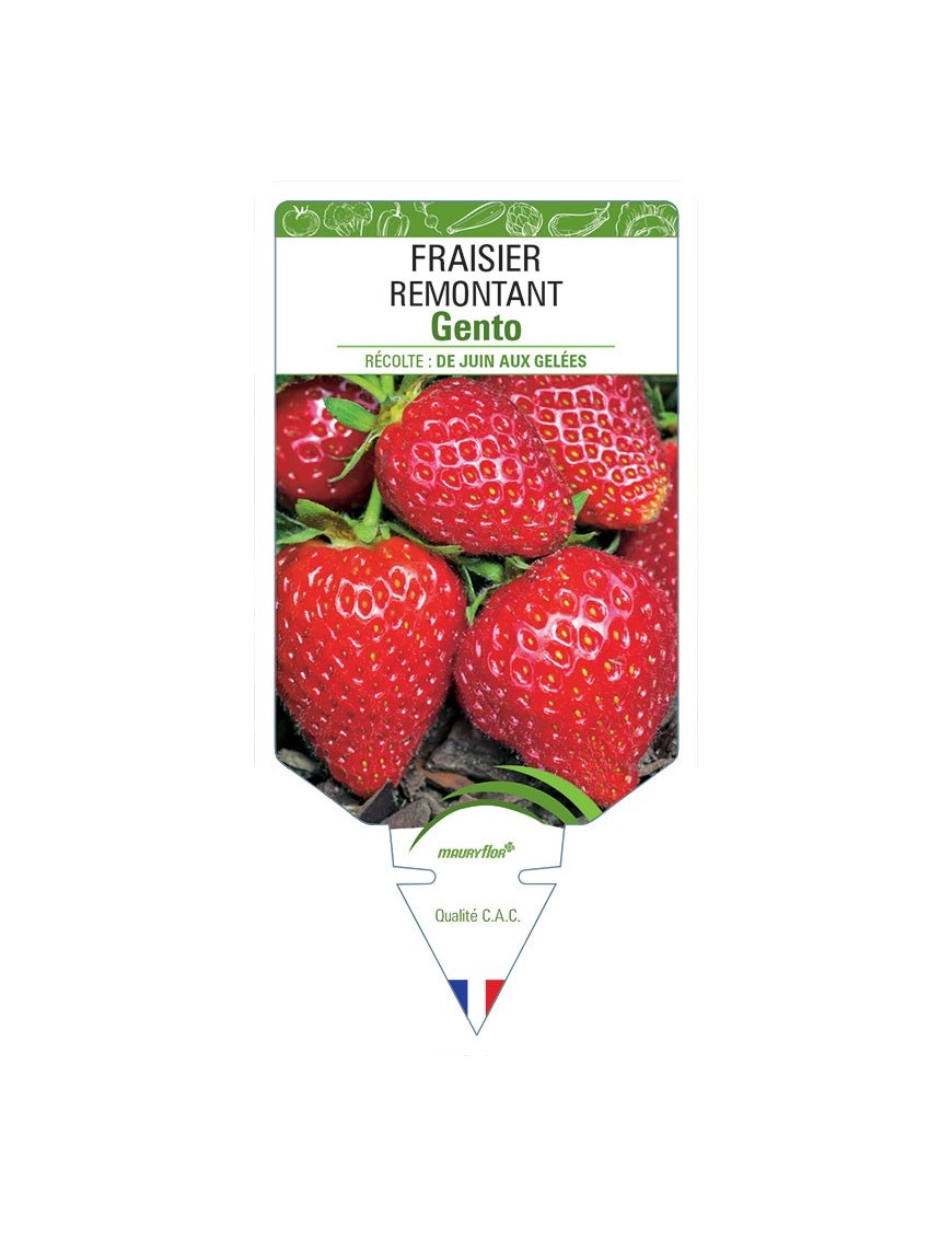FRAISIER GENTO