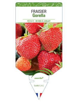 FRAISIER GORELLA