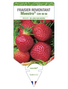 FRAISIER MAESTRO ® COV 89.98.1