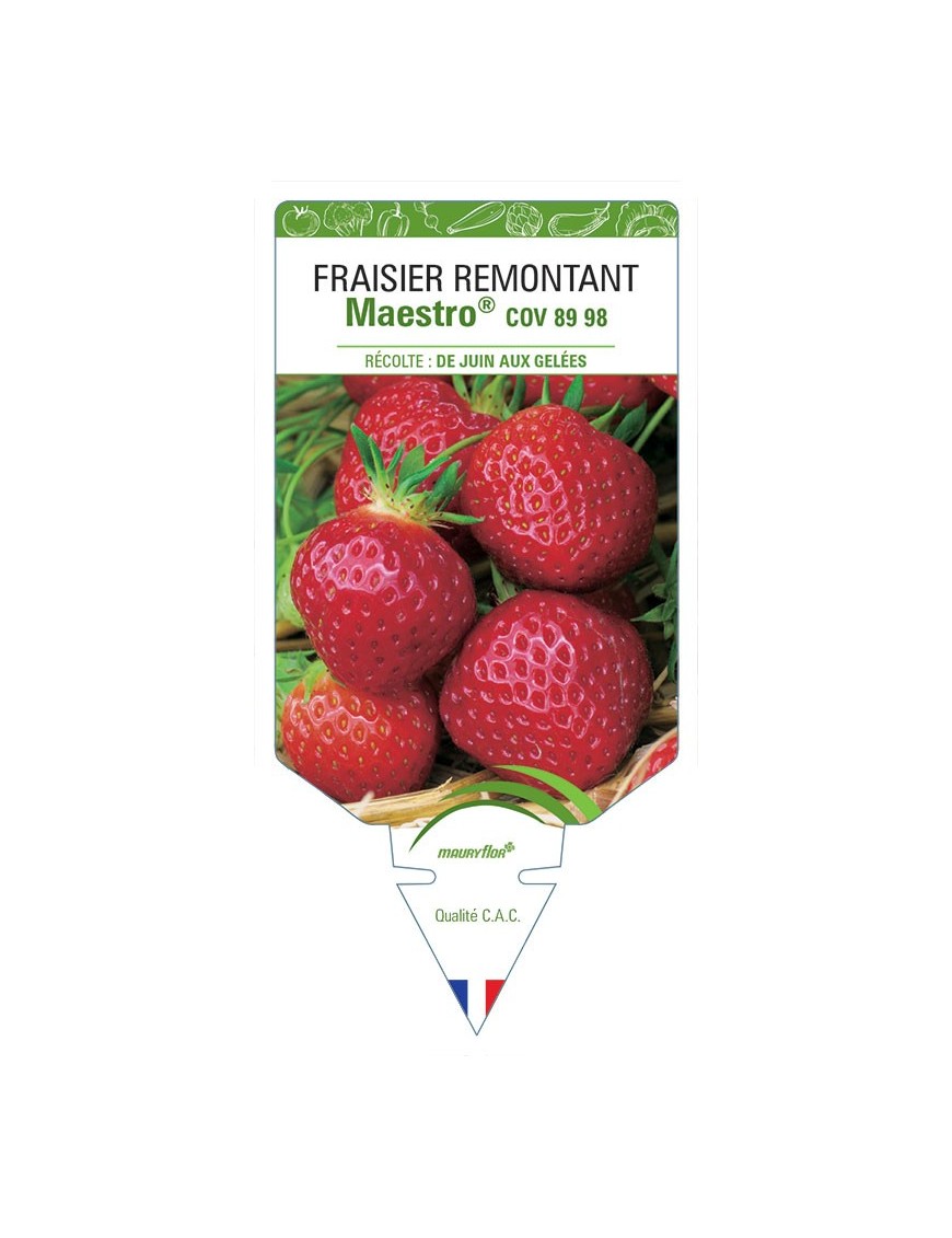 FRAISIER MAESTRO ® COV 89.98.1