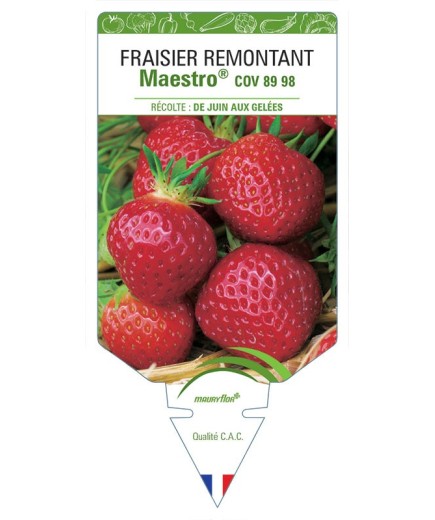 FRAISIER MAESTRO ® COV 89.98.1