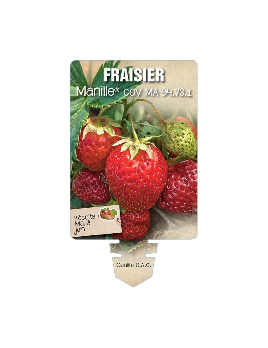 FRAISIER MANILLE ® COV MA 94.73.1 *