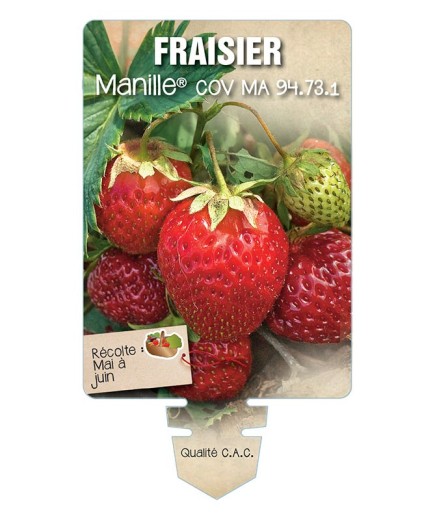 FRAISIER MANILLE ® COV MA 94.73.1 *