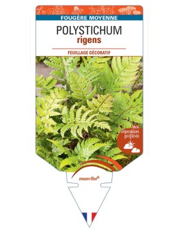 POLYSTICHUM rigens