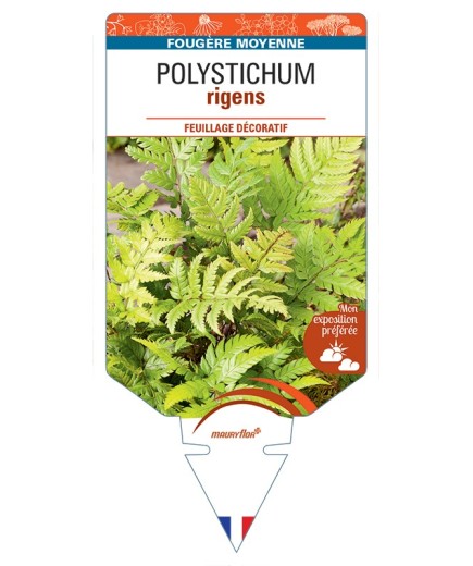 POLYSTICHUM rigens