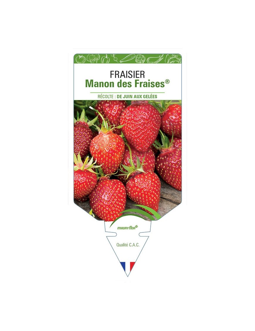 FRAISIER MANON DES FRAISES