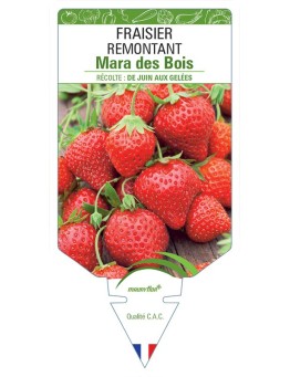 FRAISIER MARA DES BOIS