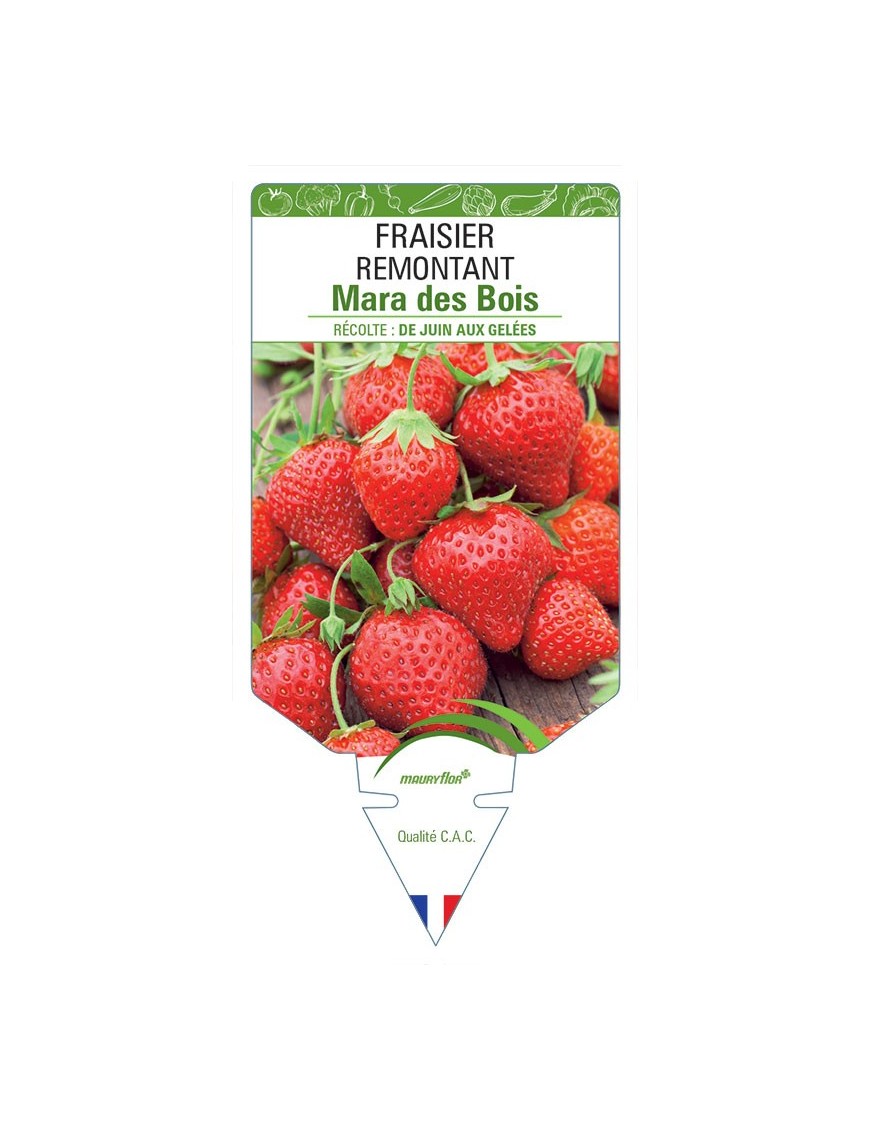 FRAISIER MARA DES BOIS