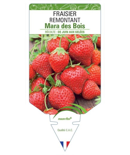 FRAISIER MARA DES BOIS