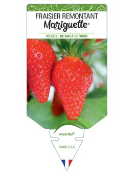 FRAISIER MARIGUETTE ® COV MARIONNET 99 *