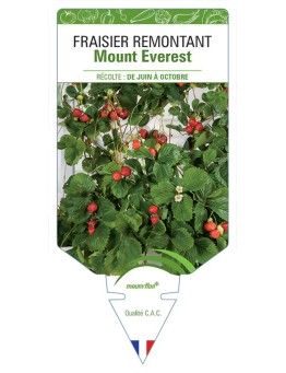 FRAISIER MOUNT EVEREST *