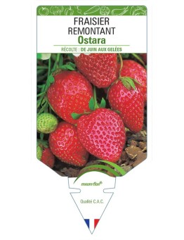 FRAISIER OSTARA