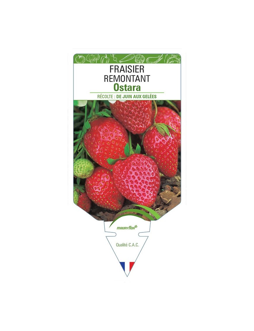 FRAISIER OSTARA