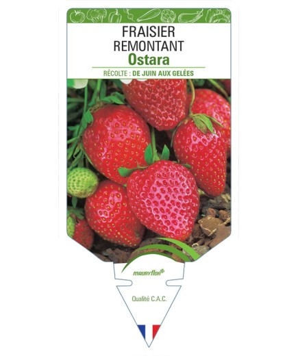FRAISIER OSTARA