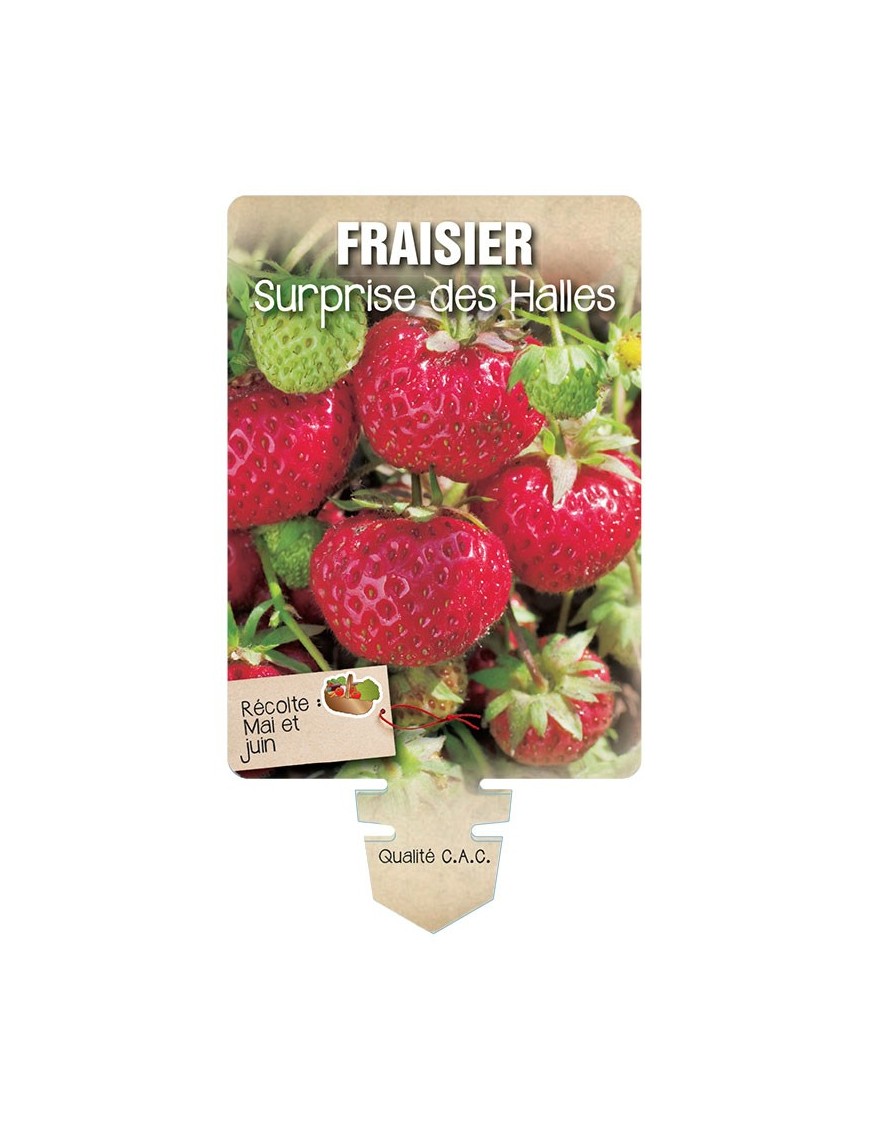 FRAISIER SURPRISE DES HALLES *