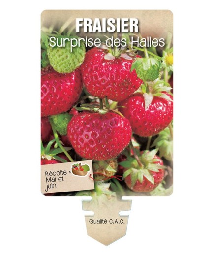 FRAISIER SURPRISE DES HALLES *