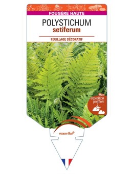 POLYSTICHUM setiferum