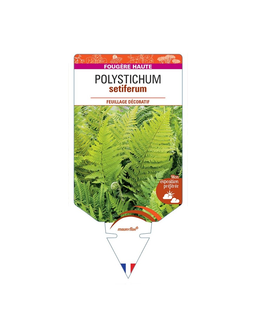 POLYSTICHUM setiferum